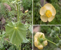 Abutilon mollicomum