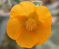 Abutilon palmeri