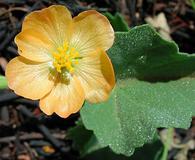 Abutilon parvulum