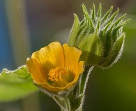 Abutilon theophrasti