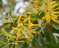 Acacia auriculiformis