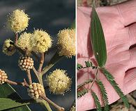 Acacia melanoxylon