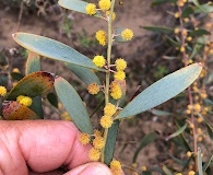 Acacia redolens