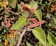 Acalypha californica