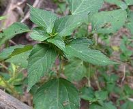 Acalypha deamii