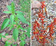 Acalypha neomexicana