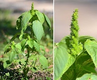 Acalypha ostryifolia