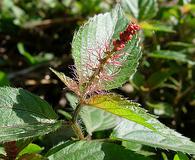 Acalypha phleoides