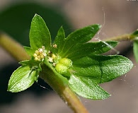 Acalypha rhomboidea