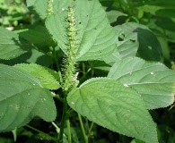 Acalypha setosa