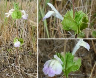 Acanthomintha ilicifolia