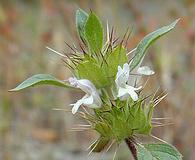 Acanthomintha lanceolata