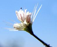 Acanthoscyphus parishii