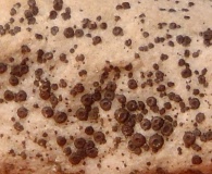 Acarospora veronensis