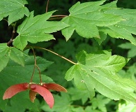 Acer circinatum