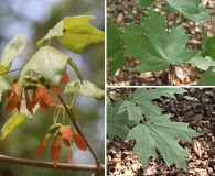 Acer floridanum