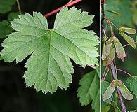 Acer glabrum