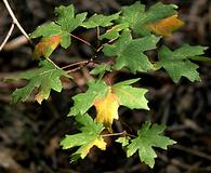 Acer grandidentatum