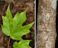 Acer leucoderme