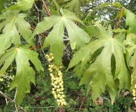 Acer macrophyllum