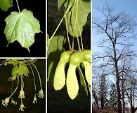 Acer nigrum