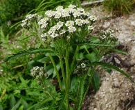 Achillea alpina