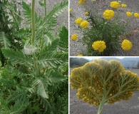 Achillea filipendulina