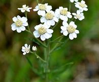 Achillea ptarmica