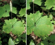 Achlys californica