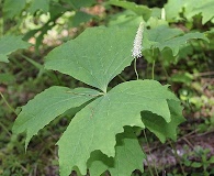 Achlys triphylla