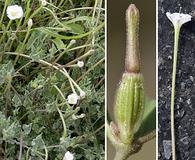 Acleisanthes longiflora