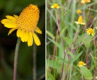 Acmella oppositifolia