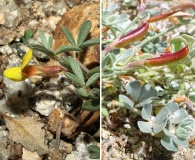 Acmispon argyraeus