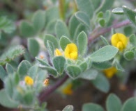 Acmispon brachycarpus