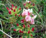 Acmispon cytisoides