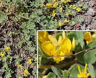 Acmispon decumbens