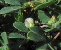 Acmispon denticulatus