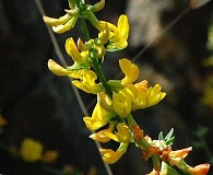 Acmispon glaber