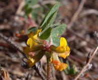 Acmispon micranthus