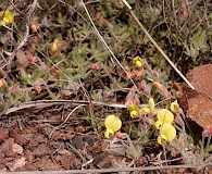 Acmispon neomexicanus