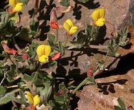 Acmispon oroboides