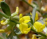 Acmispon procumbens