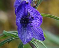 Aconitum delphiniifolium