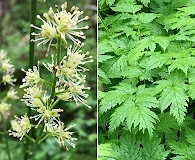 Actaea laciniata