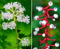 Actaea pachypoda