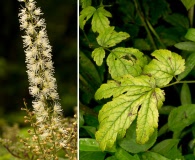 Actaea podocarpa