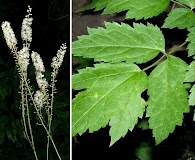 Actaea racemosa