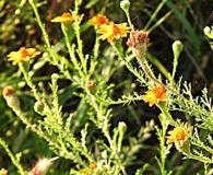 Adenophyllum cancellatum