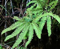 Adiantum aleuticum