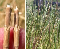 Aegilops cylindrica